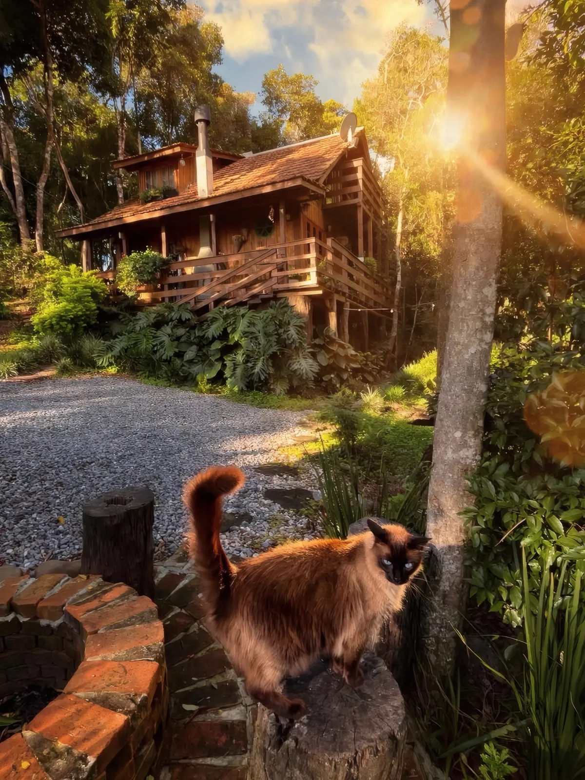 Gato do sítio na frente da Aurora, com o sol entre as árvores