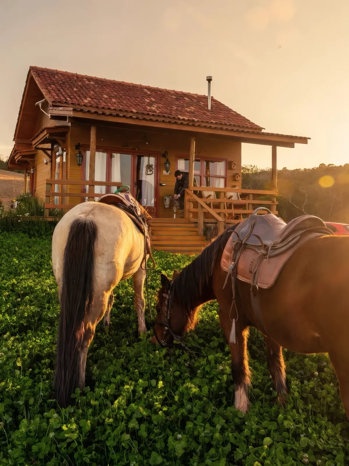 Cavalos pastando na frente da Gaia no fim da tarde