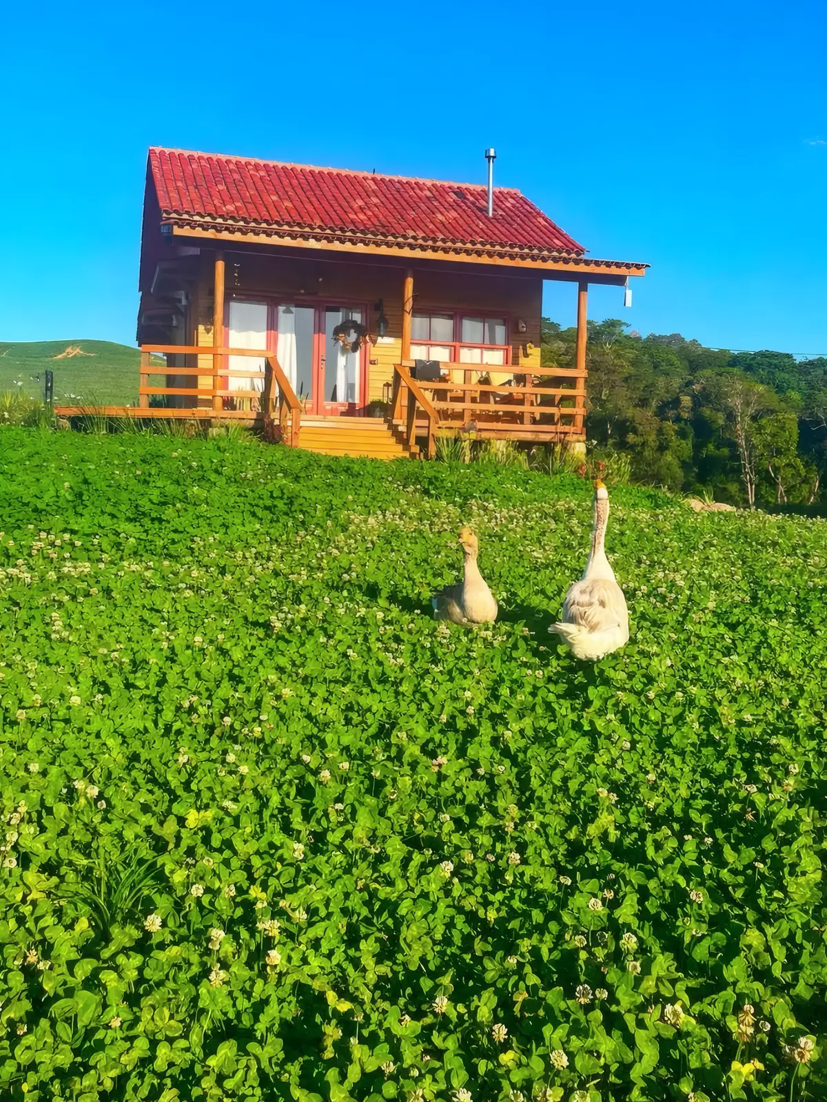 Gansos no gramado na frente da Gaia, num dia de céu azul
