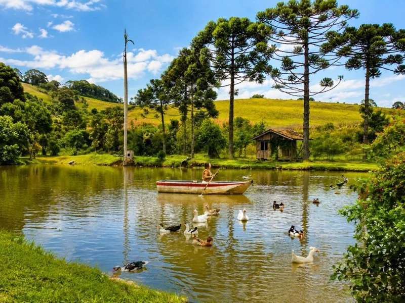 Passeio de barquinho a remo no lago cercado por araucárias e patos