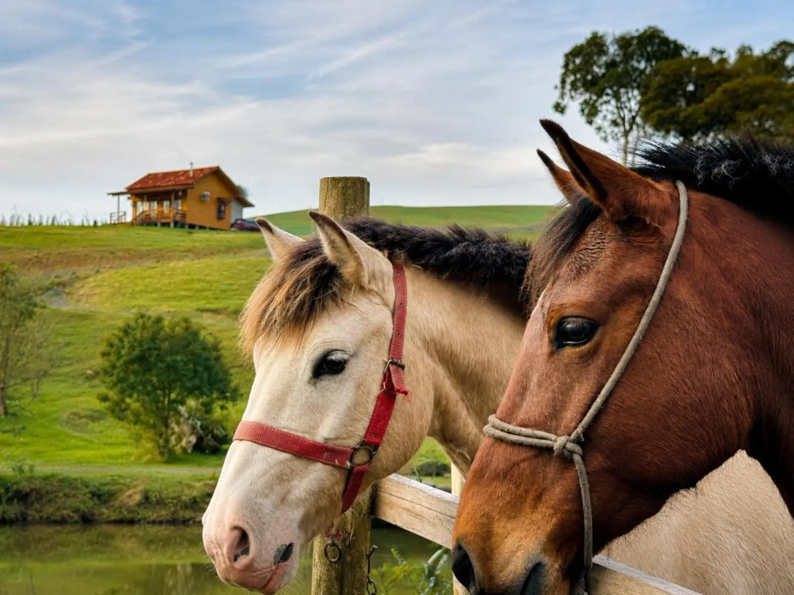 Dois cavalos do sítio na cerca, com a Gaia no alto do morro