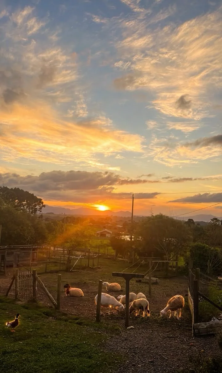 Ovelhas pastando no cercado ao pôr do sol, com a serra ao fundo